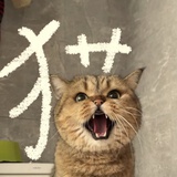 喵咪咪