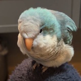 书牙