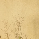 嫣