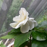 子非吾