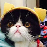 猪血糕hh
