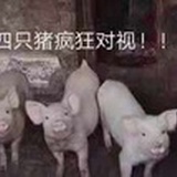 傻猪猪来噶(°o°;