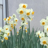 花椒