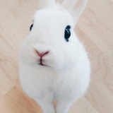 Francis_go