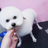 小君羊???