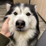 xiu可爱