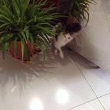 小兔纸和小猴纸