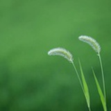 鱼之乐