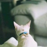 系着铃铛的猫
