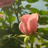 若荷