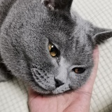 贝尔卡尔