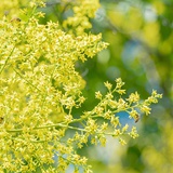 夏末未至