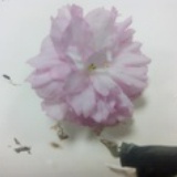 杜xiao若