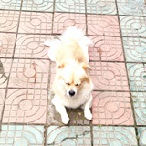 songjiang