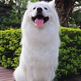 杨小面-