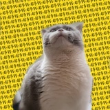胖哆哆