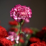 米兰花艺学校