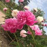 一路花开
