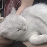 Cecilia