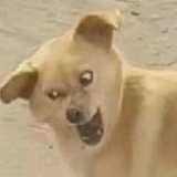 qq