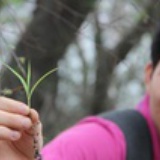 soplari