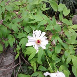 shanshan