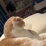 公子