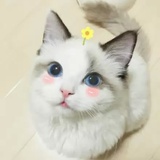 喵乎乎(`･ω･´)