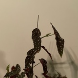 熹微