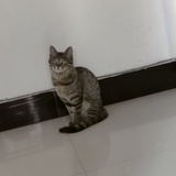 棠棠和猫猫