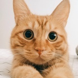 熊猫猫熊小浣熊