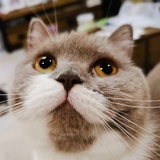 大兵
