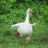 Wiwid