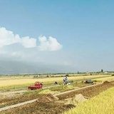 阿挑