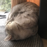 圆滚滚