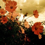 Ｓ_ＪustＮow