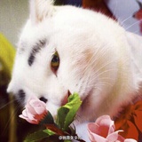 kinξ 