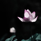 ♡