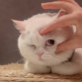 喵喵啊