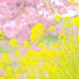 素年锦时