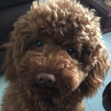 _澈小爷兜兜转