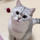 Joye