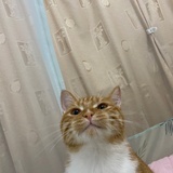 桃子酱哒哒哒哒