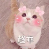 一头猪猪🇨🇳