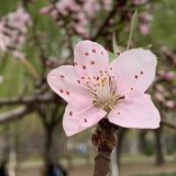 nina peng