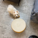 爱冒险的汪星人