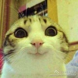 圈