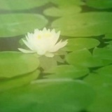 小鱼儿