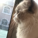 黑兔子呀黑兔子