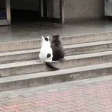 肉丝儿